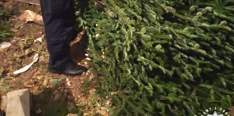 Nielegalny stroisz na posesji w Marianowie? - 161381