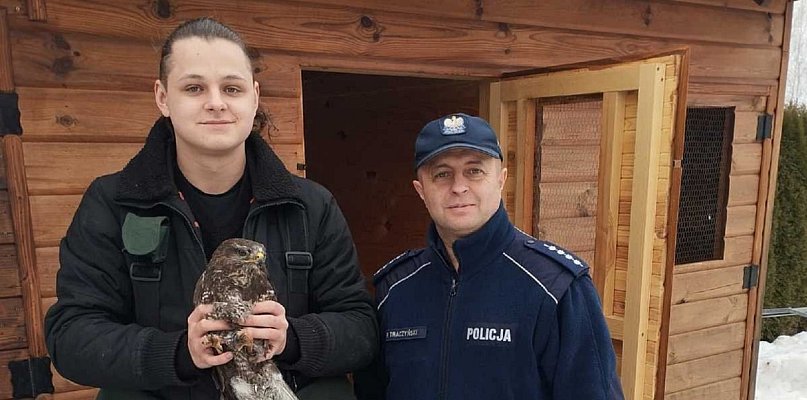 Znaleźli schronienie dla rannego myszołowa