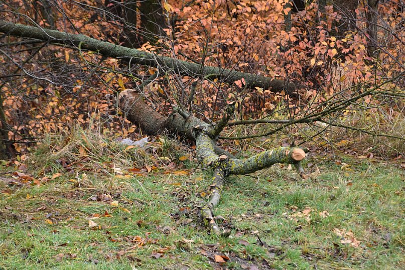 Życie bobrów w naszym mieście