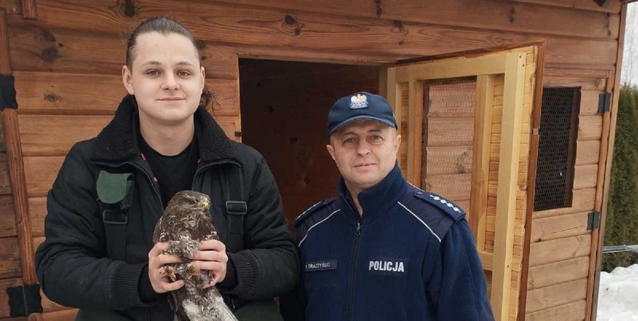 Znaleźli schronienie dla rannego myszołowa