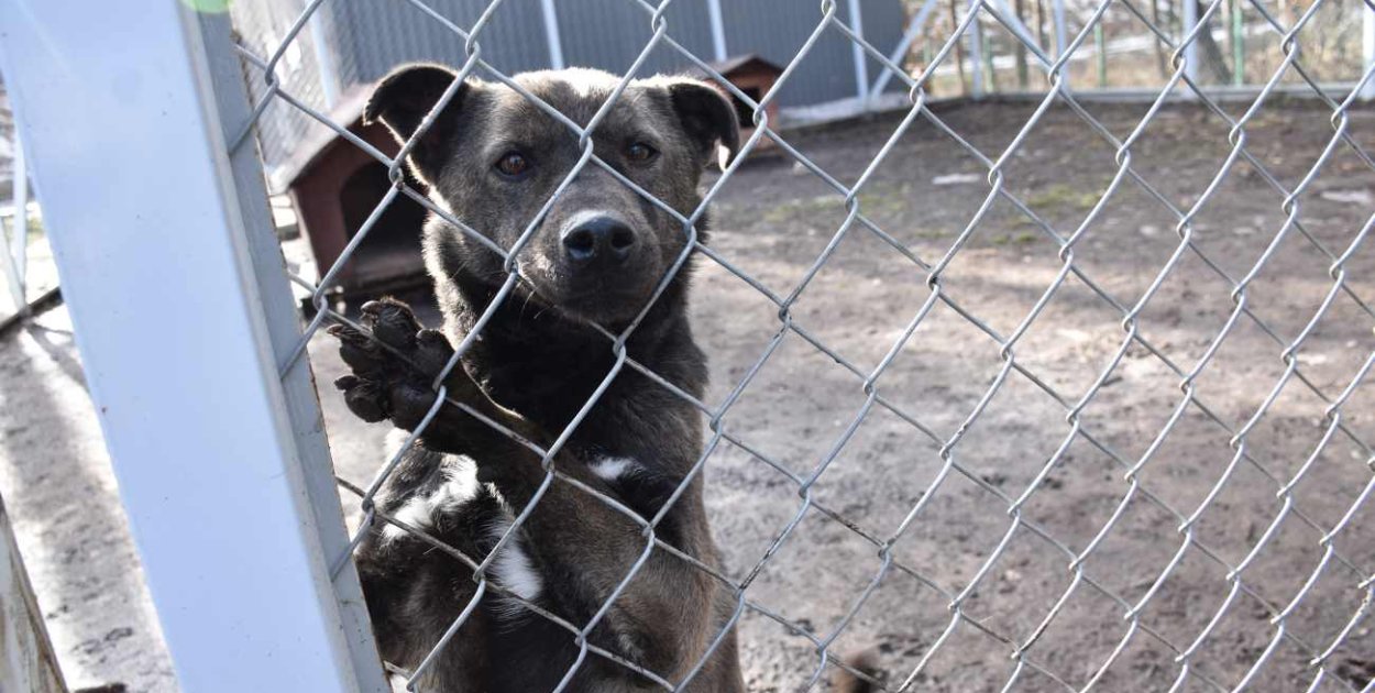 W Ostrowieckim Schronisku w Janiku