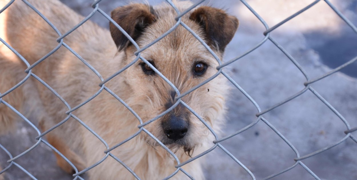 Schronisko "Janik" - adoptuj, nie kupuj  (wideo)