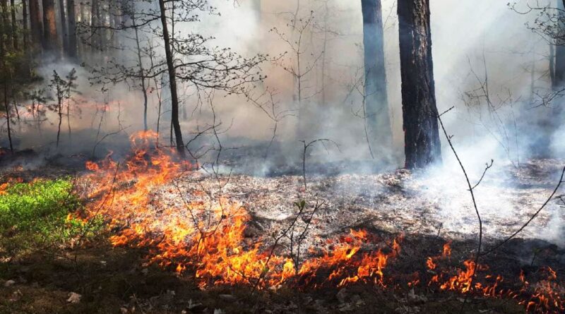 Wysoka temperatura sprzyja pożarom w lasach. Leśnicy ostrzegają i apelują o rozwagę i ostrożność