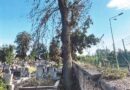 Umierające drzewa na cmentarzu